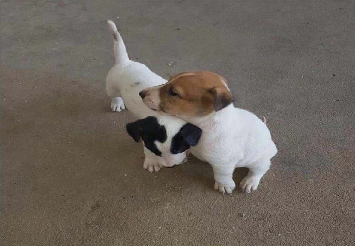 PUPPIES ARE GONNA TO GET PUT DOWN IF THEY AREN’T ADOPTED!