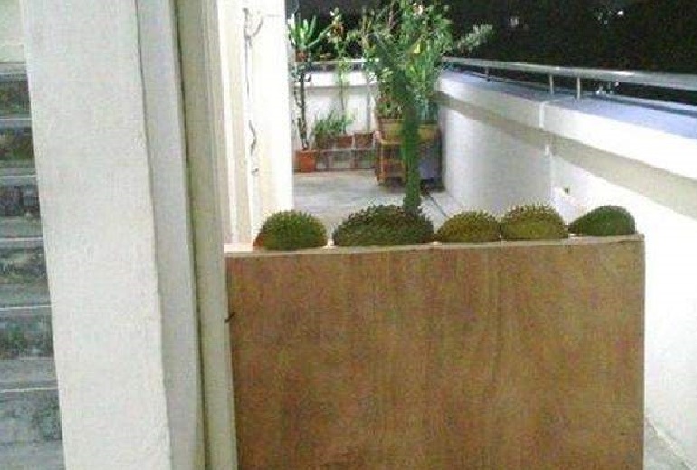 THE DURIAN WALL OF YISHUN. TO FEND OFF URINE THROWING NEIGHBOR!