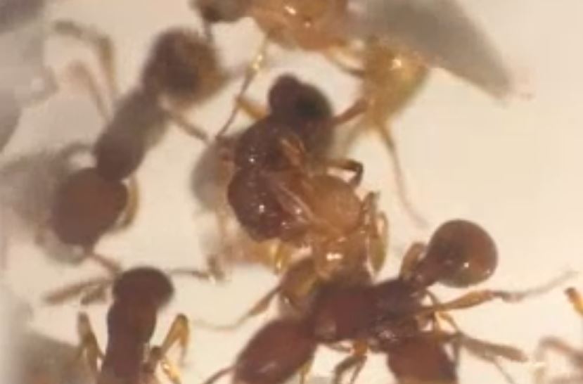 AWESOME! EXTREMELY RARE DISCOVERY IN SG. T. REX ANTS!