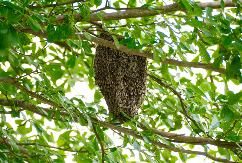 BEWARE! TODDLER ATTACKED BY BEES AT SIMEI!!!