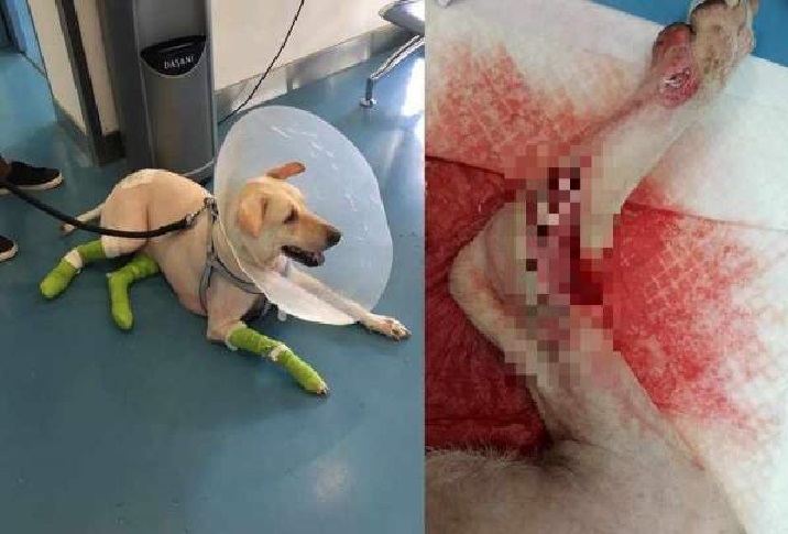 LOOKING FOR DRIVER THAT HIT MY DOG AND RUN!!!