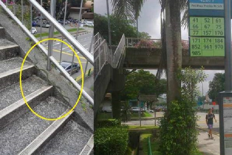 BEWARE! SNAKE SPOTTED NEAR BUKIT TIMAH PLAZA