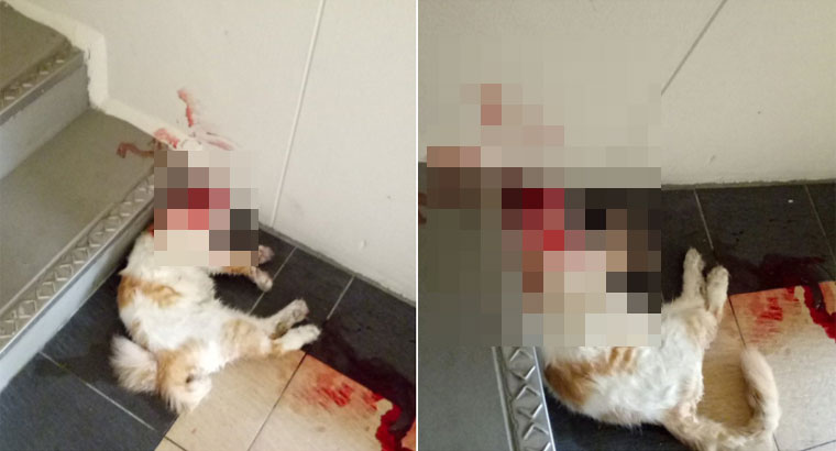 CAT HEAD GOT SMASHED AT BUKIT BATOK WEST AVE 7