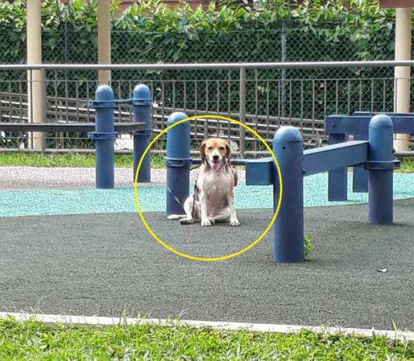 YISHUN DOG OWNER ABUSE DOG. TIE DOG TO FITNESS CORNER DRYING IT IN THE HOT SUN!!!