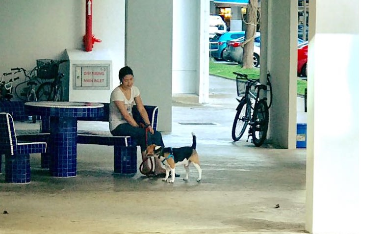 YISHUN MAID: BRING DOG GO WALK BUT END UP KICK THE DOG