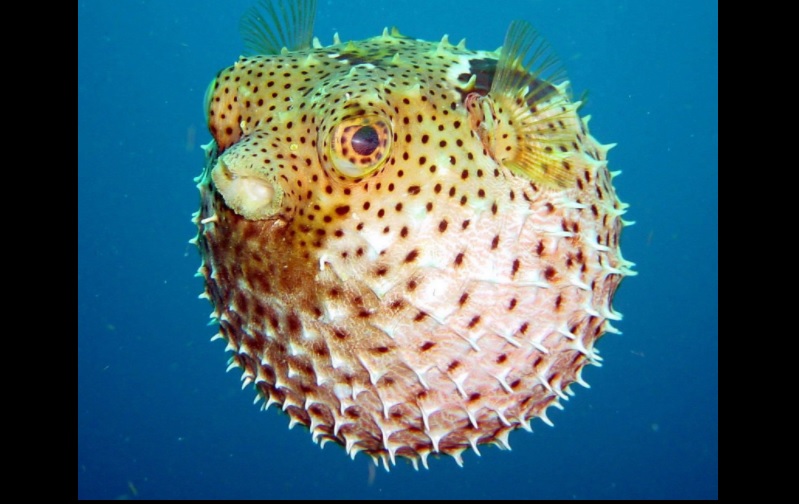 REASON WHY EDUCATION IS IMPORTANT. FAMILY EAT PUFFER FISH AND DIED