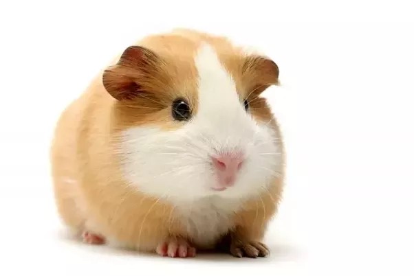 ARTICLE REMOVED -Here is a picture of a guinea pig