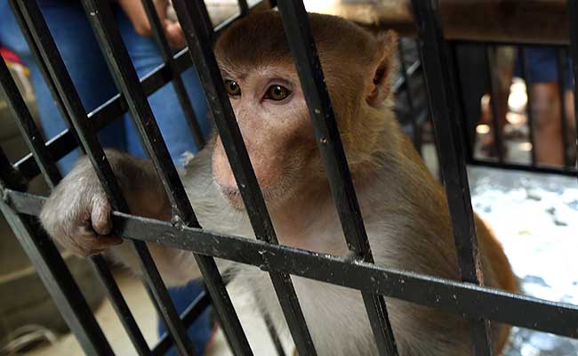 MONKEY AT SEGAR ROAD CAUGHT!.. after 15days… FINALLY AH!