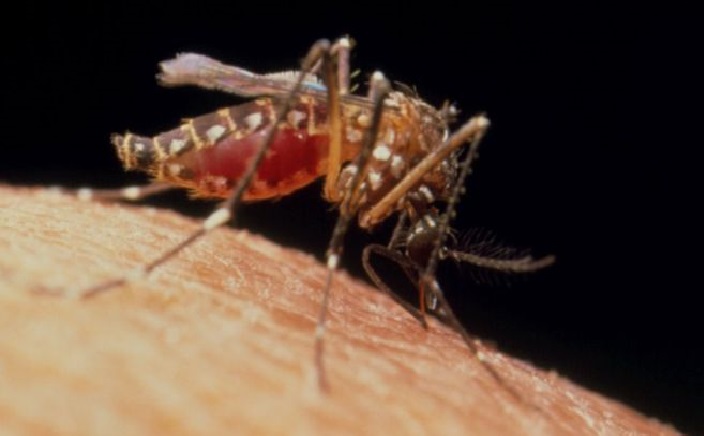 NEW ZIKA CLUSTER @ HOUGANG AREA, PARRY AVENUE