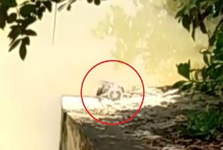 BEWARE! CROCODILE SPOTTED AT SEMBAWANG CANAL NEAR BLK 469B!