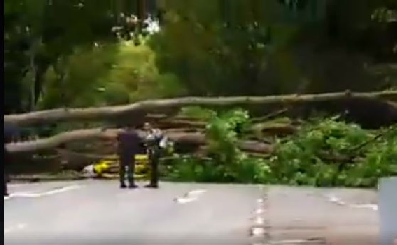 TREE FELL AND CRUSH A TAXI AT CCK NORTH EARLY THIS MORNING! (VIDEO)