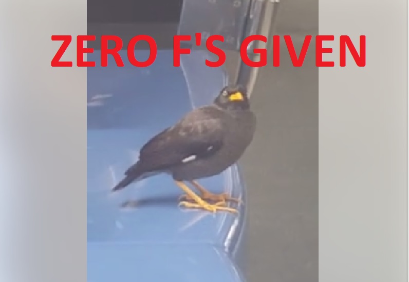 BIRD TOOK A SHI*T ON MRT SEAT. DID SOMEONE LOST YOUR BIRD? (VIDEO)