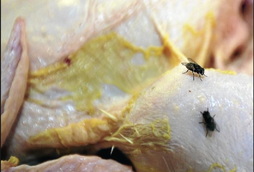 NETIZEN CALLS FOR MORE RAIDS ON PASAR MALAM. HYGIENE IS AN ISSUE