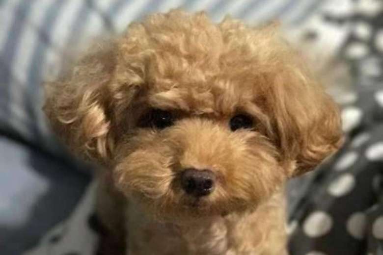 MAN CHARGE IN COURT AFTER ABUSING A DOG AND CAUSING DEATH TO THE ANIMAL