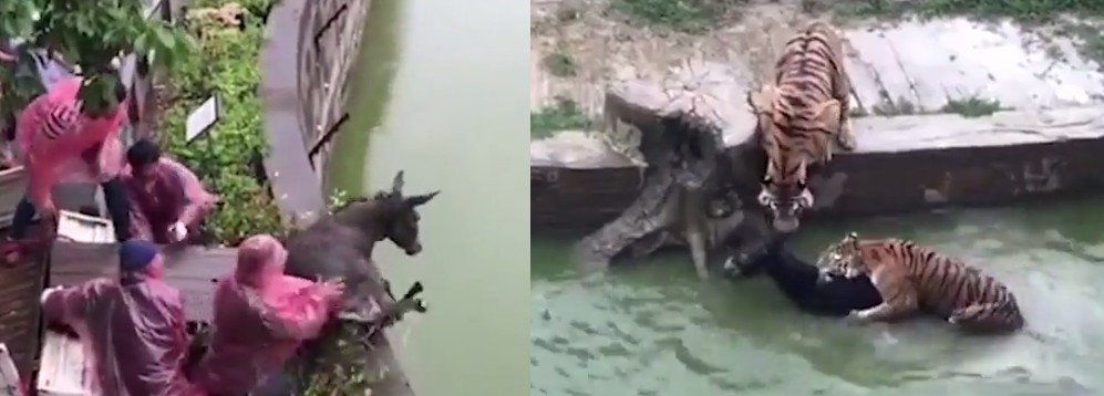 ZOO IN CHINA THROWN LIVE DONKEY TO BE FED TO THE TIGERS?!?!?