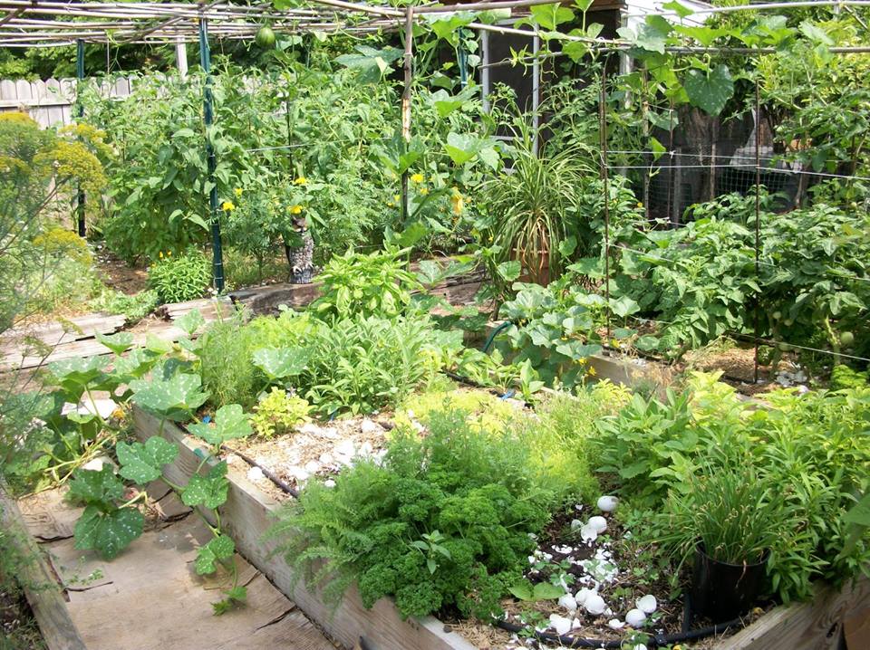 HERB GARDEN AT JURONG WEST TO BE CLOSED AS RC FELT THAT GARDEN NEEDED TO BE SCALED DOWN!