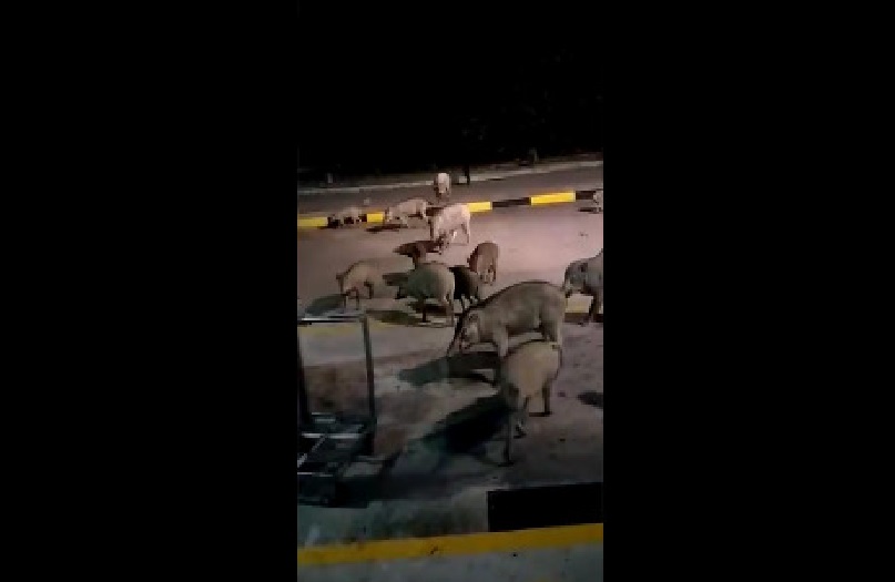 WILD BOARS AT TUAS BUS INTERCHANGE (VIDEO) LOOKS FRIENDLY?