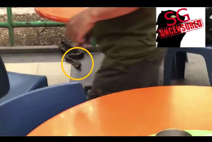 SNAKE AT BUKIT GOMBAK COFFEESHOP (VIDEO)
