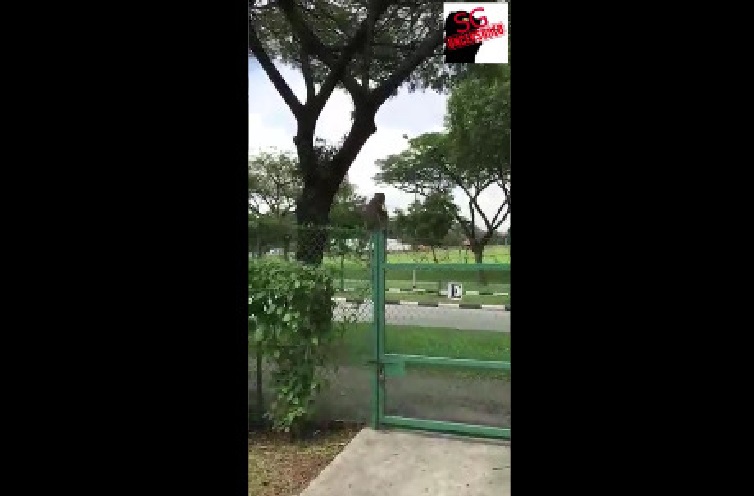 MONKEY STRIKES WOODGROVE SECONDARY AGAIN. STEALING BANANA! (VIDEO)