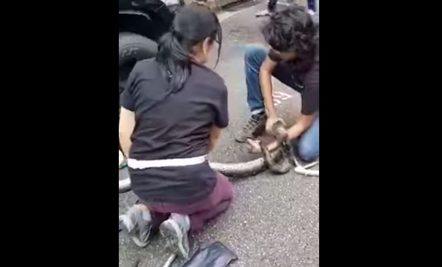 PYTHON AT DESKER ROAD HIDING IN VEHICLE’S WHEEL!!! (VIDEO)