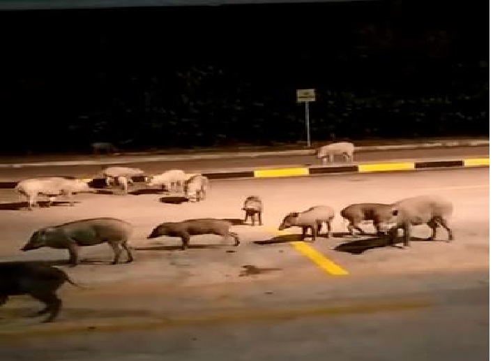 LARGE MOB OF WILD BOAR @ TUAS!! AVA NEXT TARGET FOR CULLING??