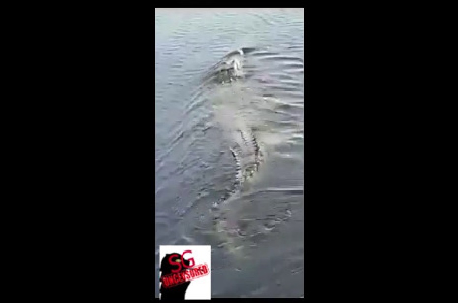 BEWARE! CROCODILE SPOTTED AT SEMBAWANG AREA (VIDEO)