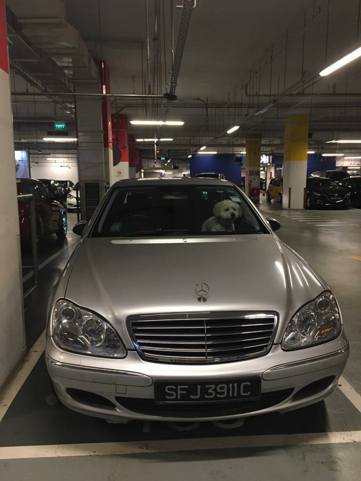 Dog owner leave dog in car, dog almost die.