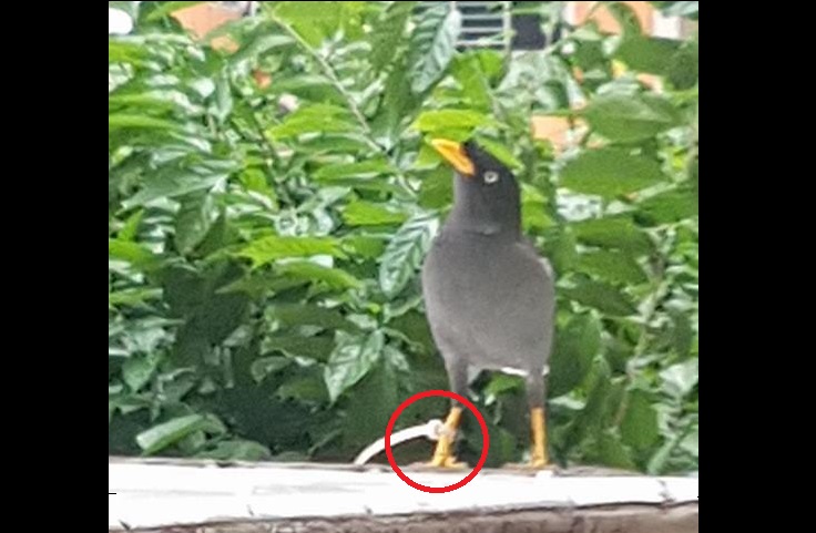 POOR BIRD GET CABLE TIE TIED ABOUND IT’S LEG WHY LIDDAT?