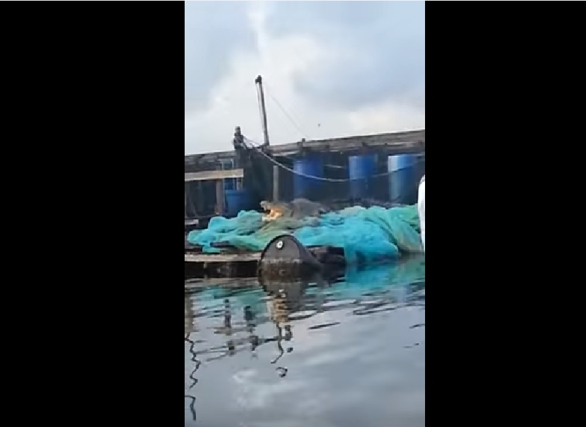 YET ANOTHER CROCODILE SIGHTING AT LIM CHU KANG JETTY!! (VIDEO)
