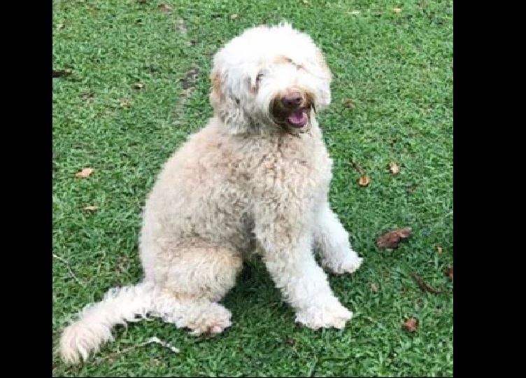 MISSING DOG PLEASE HELP TO SHARE!