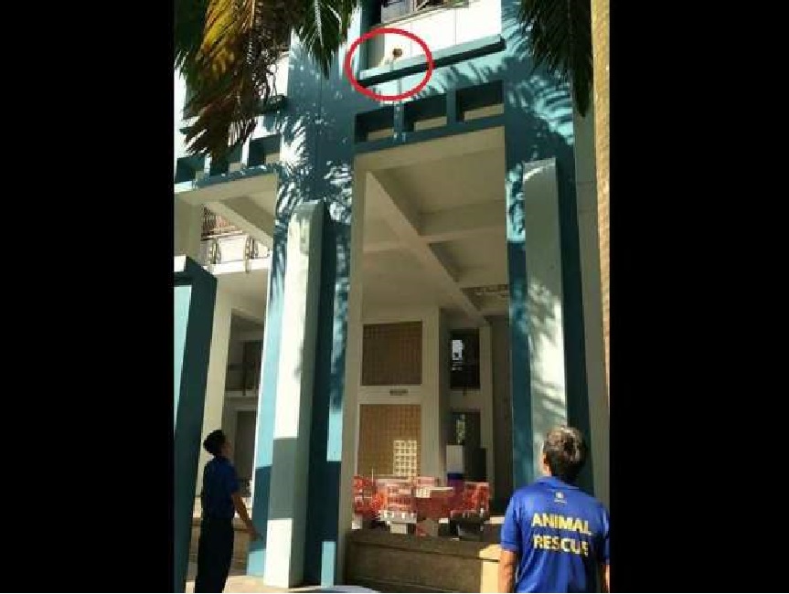 DOG STUCKED ON HDB LEDGE. OWNER SLEEPING?
