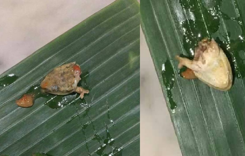 BEWARE! WISMA L4 NASI PANDANG. LIZARD HEAD SIA