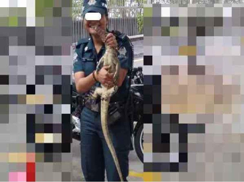 AETOS SAVE MONITOR LIZARD BUT GOT INTO TROUBLE FOR DOING SO