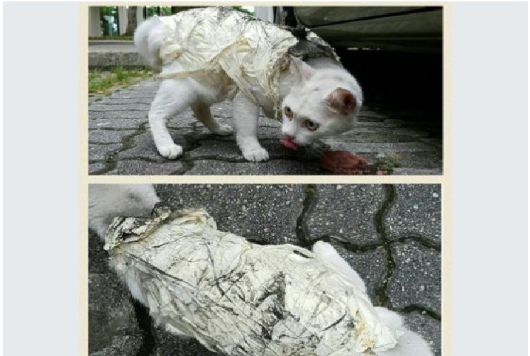 A**HOLE CAT ABUSER WRAP CAT WITH TAPE. GOT OFF WITH ONLY A FINE