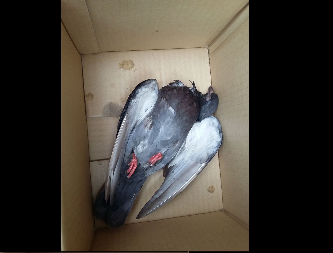 NETIZEN CLAIM THAT BIRD WAS BEING POISONED BECAUSE SHE SAW THE “OTHERS” STRUGGLING FOR THEIR LIFE!