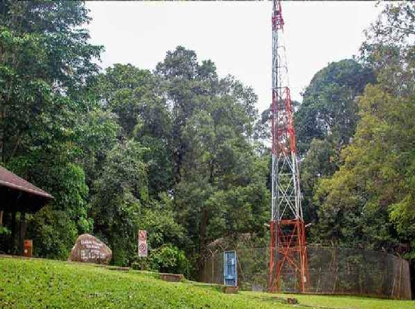 5 Y.O BOY DIED AFTER FALLING TREE STUCK HIM AT BUKIT TIMAH