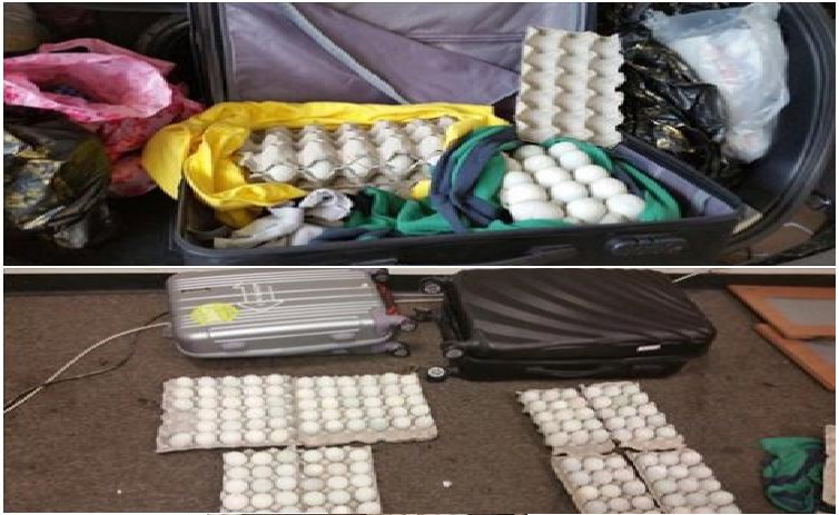 FINED FOR SMUGGLING ‘BALUT’ INTO SINGAPORE!