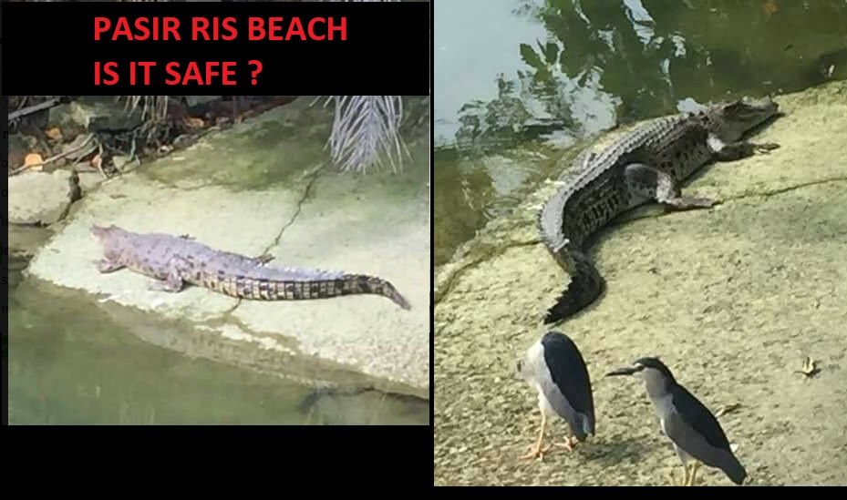 BEWARE! NPARKS WARNS PUBLIC: SIGHTING OF CROCS AT PASIR RIS PARK