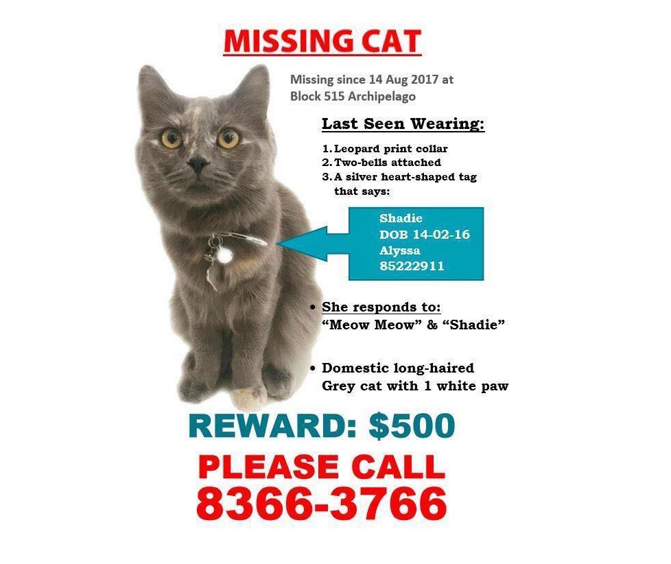 PLEASE HELP TO FIND NETIZEN MISSING CAT! REWARD OF $500!!