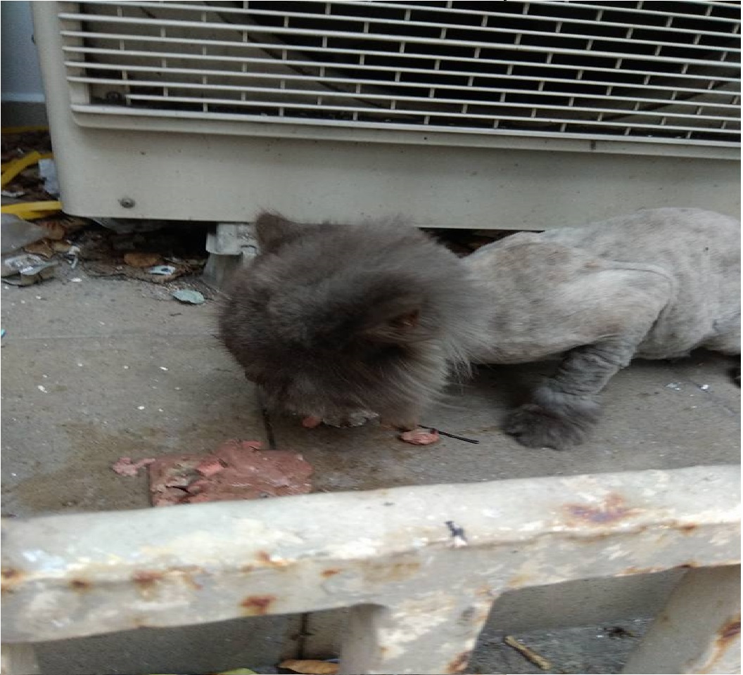 LOST CAT @ TEBAN GARDENS PLEASE HELP TO SHARE TO FIND HIS OWNER!