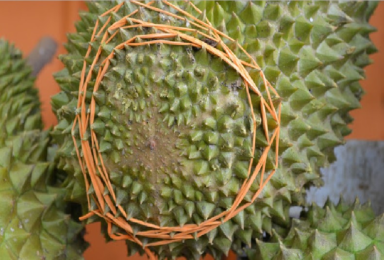 5 TIPS TO AVOID BUYING FAKE MAO SHANG WANG DURIAN