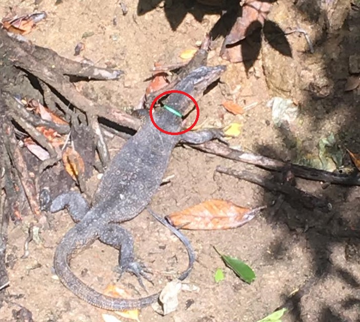 STRING TIED AROUND NECK OF MONITOR LIZARD @ PASIR RIS! WHY LIDDAT??