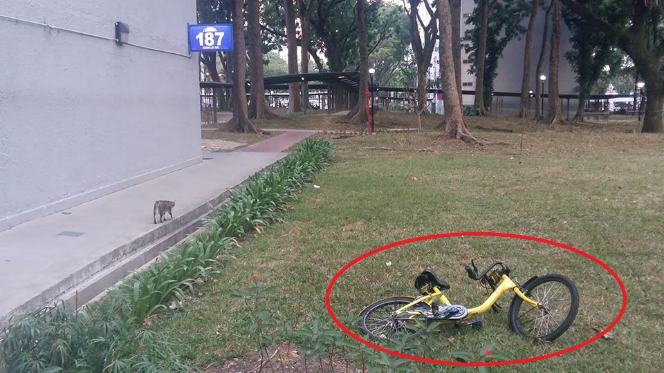 YET ANOTHER OFO BICYCLE BEING “MISTREAT” AND DUMPED ONTO THE GRASSLAND!