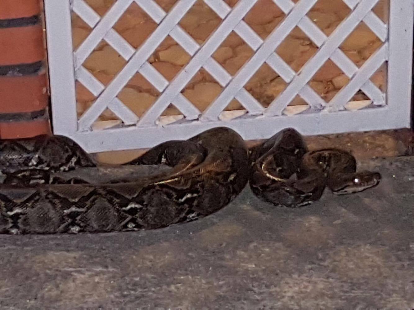 BEWARE! BIG SNAKE SPOTTED AT ANG MO KIO AVENUE 10.