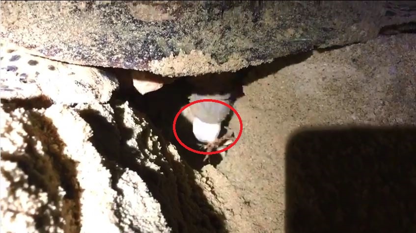 HAWKSBILL TURTLE SPOTTED EGG LAYING @ SG BEACH (VIDEO)
