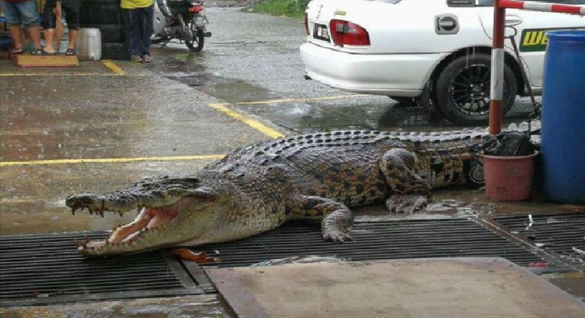 HUGE @SS CROCODILE SPOTTED AT AN INDUSTRIAL AREA IN M’SIA!