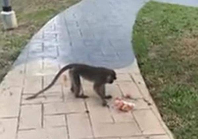 PUNGGOL MONKEY NIGHTMARE OVER. CAPTURED BY AVA