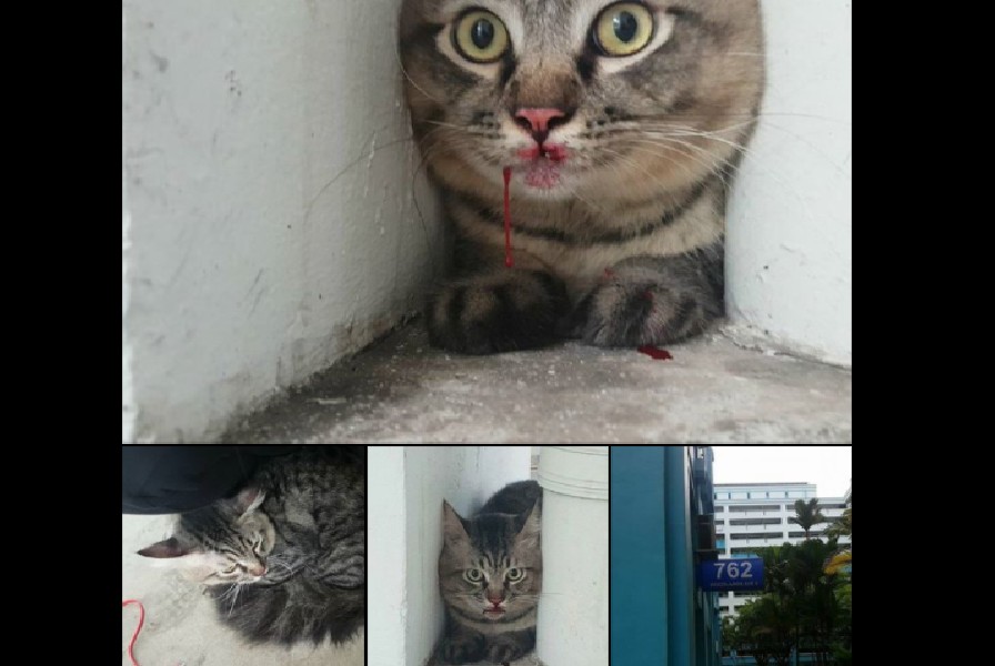 INJURED CAT FOUND WITH BLOOD COMING OUT OF MOUTH @ WOODLANDS