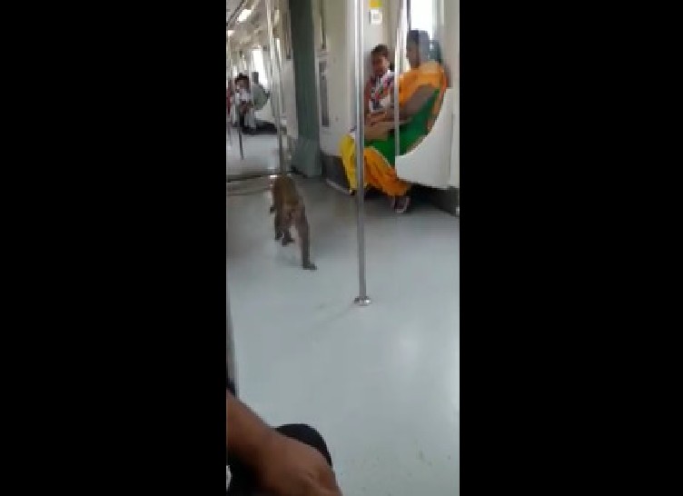 YES ITS A VIDEO OF A MONKEY INSIDE A TRAIN. (VIDEO)