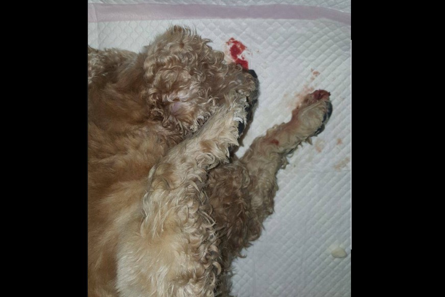 NETIZEN CLAIMS SINGAPORE AIRLINE’S NEGLIGENCE CAUSED DEATH OF HER PET